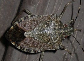 Halyomorpha halys Halyomorpha halys